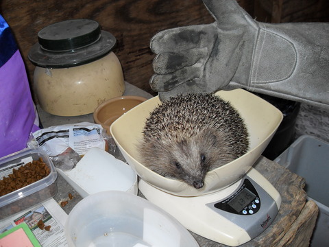 Hedgehog at Wiltshire Wildlife Hospital