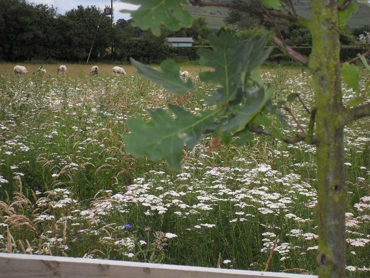 Wildflower Meadow